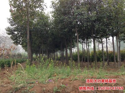 8�����׏����~Ůؑ